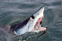 Mako Shark (Isurus oxyrinchus) at surface with mouth open, Cape Point, South Africa, March.