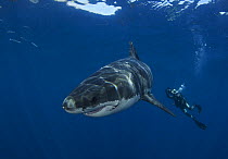 Great white shark (Carcharodon carcharias) with free diving cameraman, Guadalupe Island, Mexico, September.