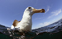 Shy Albatros (Thalassarche cauta), Cape Point, South Africa, December.