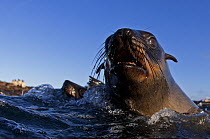 Cape fur seal (Arctocephalus pusillus), Seal Island, False Bay, Cape Town, South Africa, July.