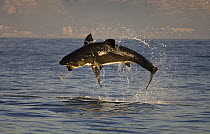 Great white shark (Carcharodon carcharias) attacking Cape fur seal (Arctocephalus pusillus), Seal Island, South Africa, August.