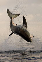 Great white shark (Carcharodon carcharias) breaching on seal decoy, Seal Island, False Bay, South Africa, August.
