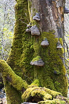 Hoof or Tinder Fungus (Fomes fomentarius) growing on dead beech stump, Isle of Mull, Inner Hebrides, Scotland, UK, May.