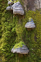 Hoof or Tinder Fungus (Fomes fomentarius) growing on dead beech stump, Isle of Mull, Inner Hebrides, Scotland, UK, May.