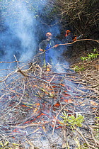Scottish forestry workers controlling invasive Rhodedendron by cutting and burning, Scotland, UK, May 2013.