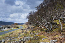 Walkers on the road beside Loch Na Keal, Isle of Mull, Inner Hebrides, Scotland, May 2013.