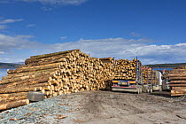 Softwood coniferous timber ready for transport to mainland, Isle of Mull, Inner Hebrides, Scotland, UK, May 2013.