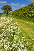 Country lane lined with Cow parsley (Anthriscus sylvestris) in arable farmland, Norfolk, England, June.
