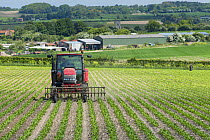 Tractor hoeing Sugarbeet (Beta vulgaris) with a front mounted hoe, showing surrounding countryside, church, and farm buildings, North Norfolk, England, UK, June 2013.