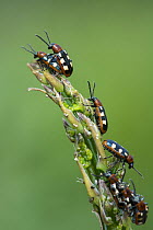 Common asparagus beetle (Crioceris asparagi) infestation of adult beetles on tip of edible Asparagus, Norfolk, England, UK, June.
