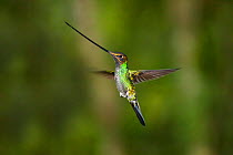 Sword-billed Hummingbird (Ensifera ensifera) Guango Lodge, Ecuador