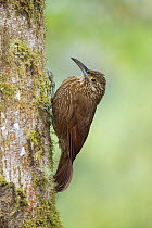 Strong-billed Woodcreeper (Xiphocolaptes promeropirhynchus) Bellavista, Ecuador