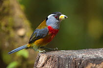 Toucan Barbet (Semnornis ramphastinus) Refugio Paz de Las Aves, Ecuador