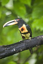 Pale-mandibled Aracari (Pteroglossus erythropygius) perched, Mirador Rio Blanco, Ecuador