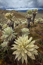Frailejon plants (Espeletia pycnophylla) at Voldero Lagoons, El Angel Ecological Reserve, Carchi Province, Ecuador