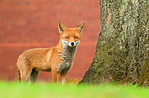 Red Fox (Vulpes vulpes) portrait in an urban area. Glasgow, Scotland. May