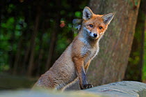 Red Fox (Vulpes vulpes) portrait of a cub in an urban area. Glasgow, Scotland. May.