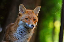 Red Fox (Vulpes vulpes) portrait in an urban area. Glasgow, Scotland. May.
