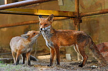 Red Fox (Vulpes vulpes) portrait of parent and cub in an urban area. Glasgow, Scotland. May.