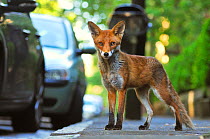 Red Fox (Vulpes vulpes) portrait in an urban area. Glasgow, Scotland. May.