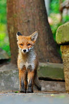 Red Fox (Vulpes vulpes) portrait of a cub in an urban area. Glasgow, Scotland. May.