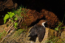 Dipper (Cinclus cinclus) returning to nest site with food. Perthshire, Scotland. May.