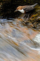 Dipper (Cinclus cinclus) returning to nest site by river, with food. Perthshire, Scotland. May 2013