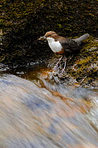 Dipper (Cinclus cinclus) returning to nest site by river, with food. Perthshire, Scotland. May 2013