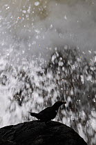 Dipper (Cinclus cinclus) silhouetted against splashing waters of river with insect prey, Perthshire, Scotland. May 2013