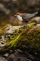 Dipper (Cinclus cinclus) returning to a nest site with food. Perthshire, Scotland. May 2013