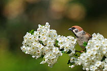 Tree Sparrow (Passer montanus) perching on a branch of Hawthorn blossom. Perthshire, Scotland. June.