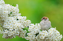 Tree Sparrow (Passer Montanus) juvenile, perched on a branch of Hawthorn blossom. Perthshire, Scotland. June.