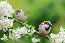House Sparrow (Passer domesticus) (left) and Tree sparrow (Passer montanus) (right) perching on a branch of Hawthorn (Crataegus monogyna) blossom. Perthshire, Scotland. June 2013
