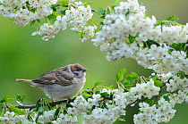 Tree Sparrow (Passer montanus) fledgling. Perched on a branch of Hawthorn (Crataegus monogyna) blossom. Perthshire, Scotland. June 2013