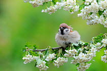 Tree sparrow (Passer montanus) perched on a branch of Hawthorn blossom (Crataegus monogyna) Perthshire, Scotland. June 2013