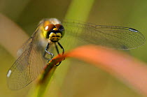 Black Darter (Sympetrum danae) female perched on a reed. Flanders Moss NNR, Scotland, August.