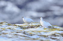 Ptarmigans (Lagopus mutus) in winter plumage on a snow covered mountain. Cairngorms National Park, Scotland, December.