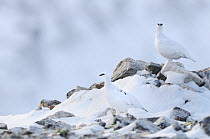 Ptarmigan (Lagopus mutus) in winter plumage on a snow covered mountain. Cairngorms National Park, Scotland, December.