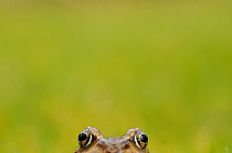 Common Frog (Rana temporaria) portrait. Perthshire, Scotland, April.