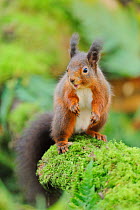 Red Squirrel (Sciurus vulgaris) foraging for food on a woodland floor. Fife, Scotland, January.