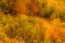 Abstract shot at dawn over a mixed woodland in autumn. Kinnoull Hill Woodland Park, Perthshire, Scotland, November.