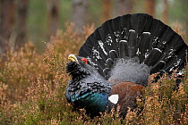 Capercaillie (Tetrao urogallus) displaying at a lek site. Cairngorms National Park, Scotland, April.