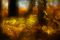 Abstract shot of bracken in a mixed woodland in autumn. Kinnoull Hill Woodland Park, Perthshire, Scotland, November.