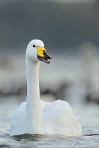 Whooper Swan (Cygnus cygnus) adult bird calling in afternoon light. Glasgow, Scotland, December.