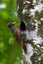 Black woodpecker (Dryocopus martius ) at nest hole, Indre-et-Loire, France, June.