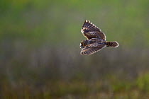 Long-eared owl  (Asio otus) in flight, hunting, Indre-et-Loire, France, June.
