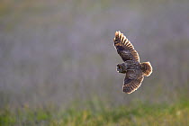 Long-eared owl (Asio otus) in flight, hunting, Indre-et-Loire, France, June.