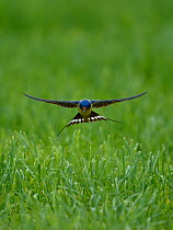 Barn swallow (Hirundo rustica) flying low over the ground, Indre-et-Loire , France, June.