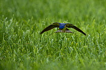 Barn swallow (Hirundo rustica) flying low over the ground , Indre-et-Loire , France, June.
