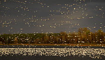 Flock of Snow geese (Chen caerulescens) coming in to land on Lac Baudet, Quebec, Canada, October.
